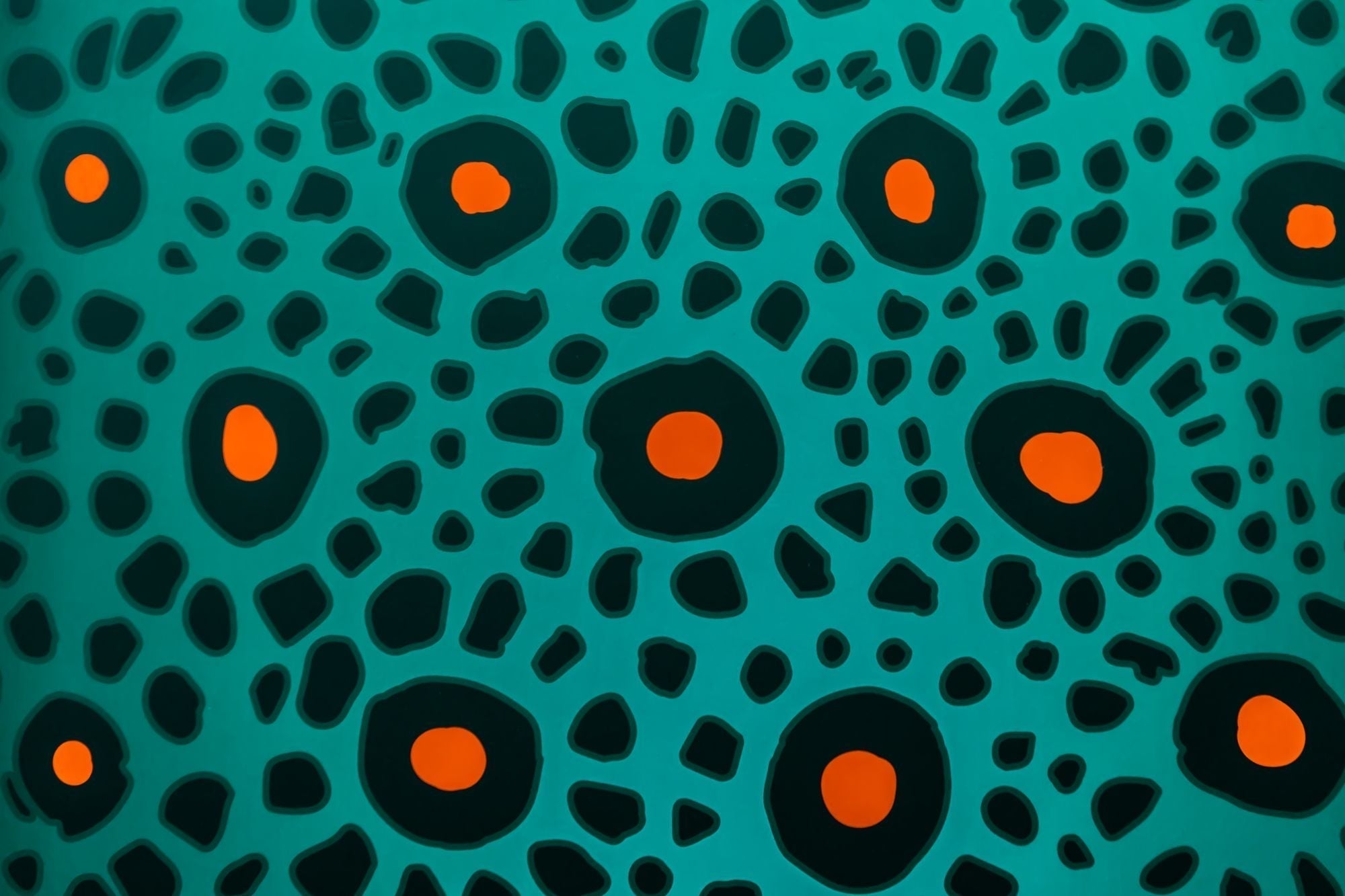 Zeus x Cabianca 5'8 Boxfish OKZ Softboard Zeus